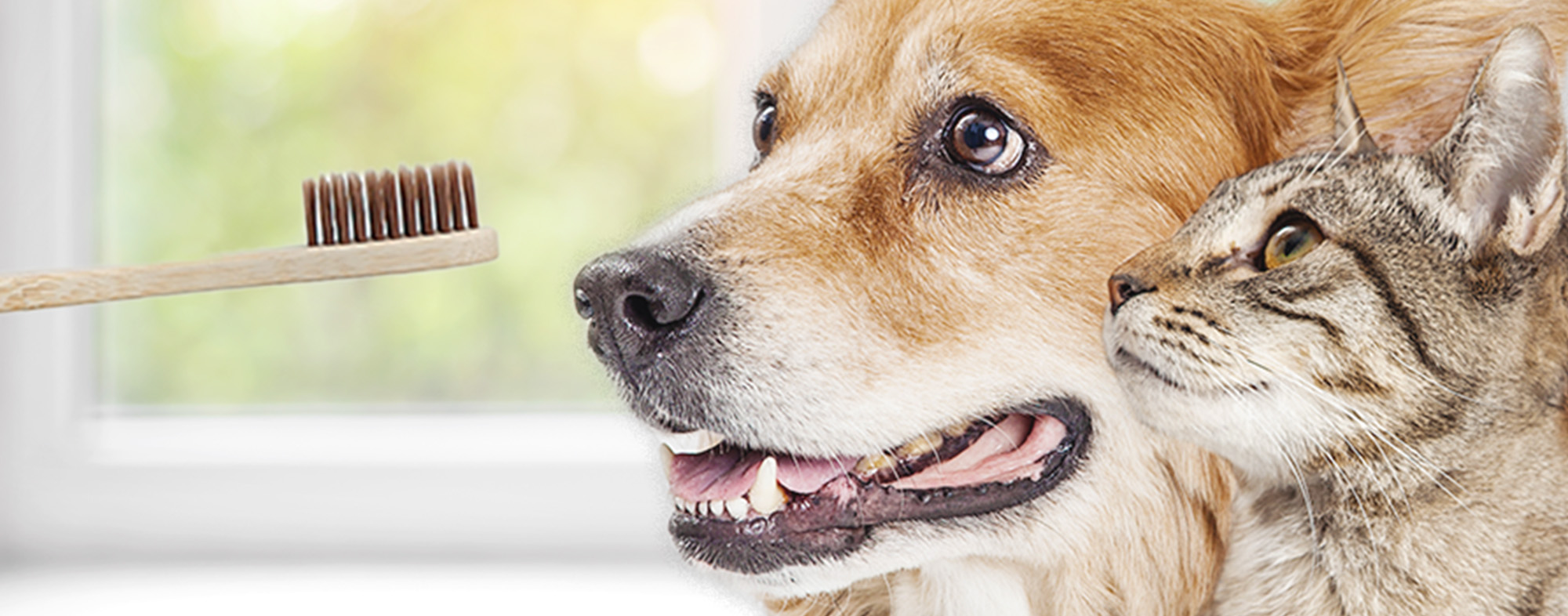 Pet dental health - Happy dog and cat together looking to left at toothbrush.