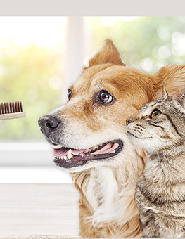 Pet dental health - Happy dog and cat together looking to left at toothbrush.