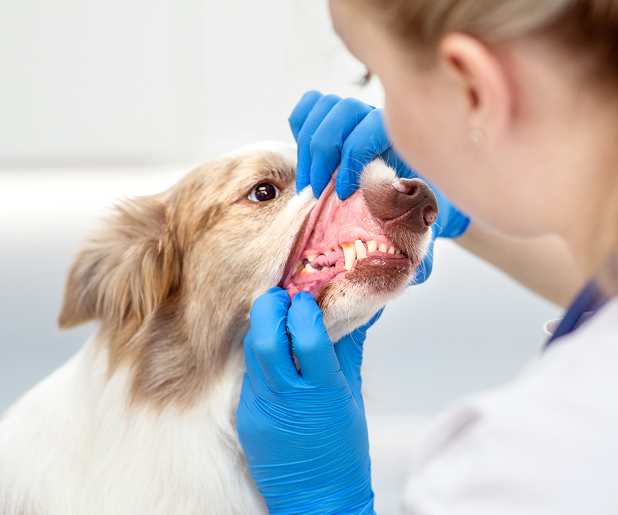 Pet dental health - Female vet examines dog's teeth.
