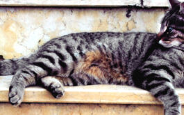 Spay and neuter cat - Tabby cat lying on its side looking left.