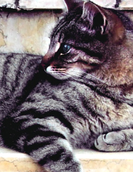 Spay and neuter cat - Tabby cat lying on its side looking left.