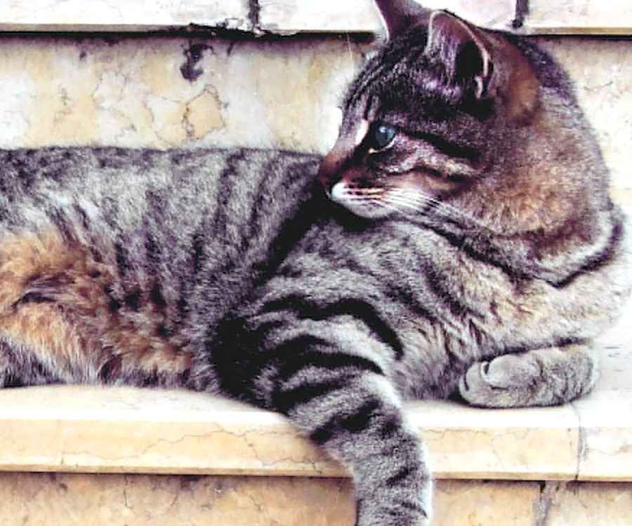 Spay and neuter cat - Tabby cat lying on its side looking left.