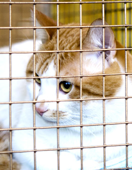 Adopt a Cat Month - A cat in a cage may be waiting for you to adopt them