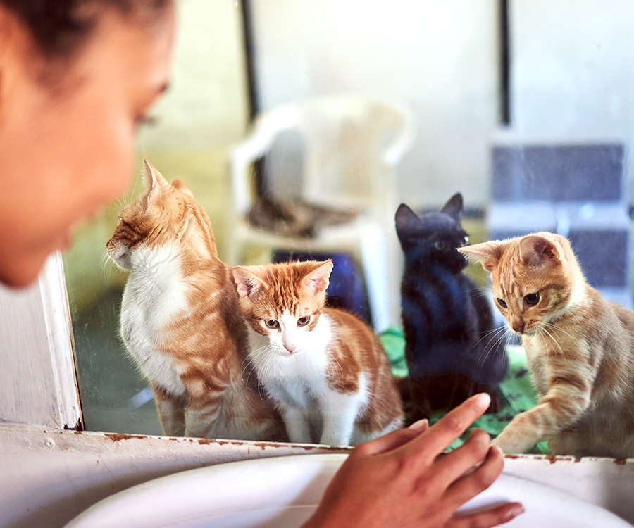 How to Adopt a Cat - Rescue kittens interaction at glass with black woman choosing pet.