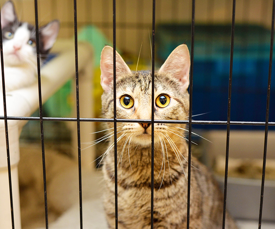 How to Adopt a Cat - Cats in cage at an Animal Shelter