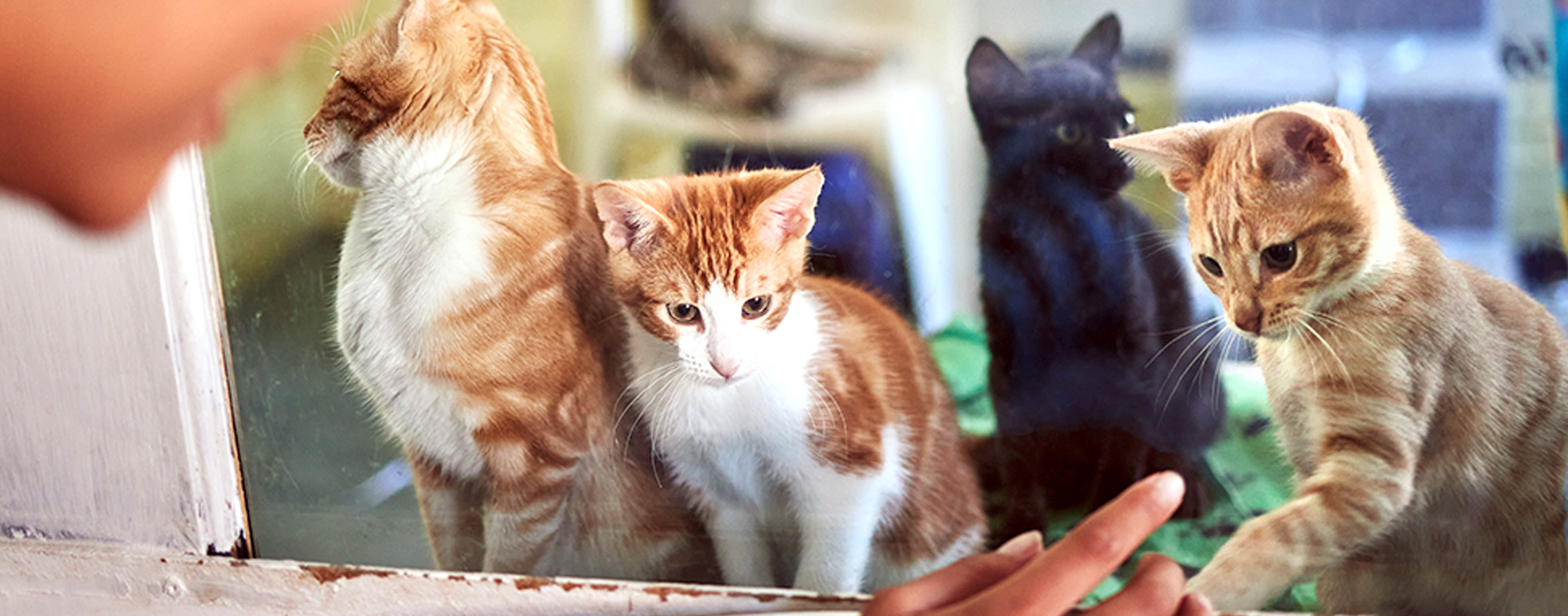 How to Adopt a Cat - Rescue kittens interaction at glass with black woman choosing pet.