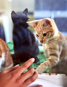 How to Adopt a Cat - Rescue kittens interaction at glass with black woman choosing pet.