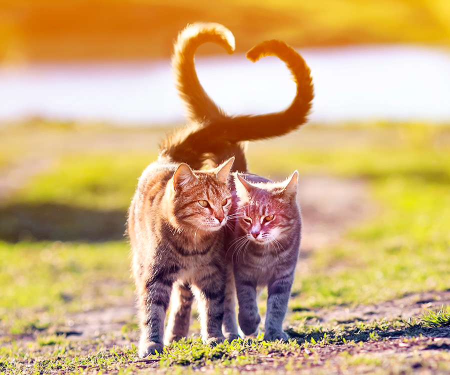 Adopting two cats at once - Two cats walking closely side by side on the low grass, twisting their tails in a heart shaped.