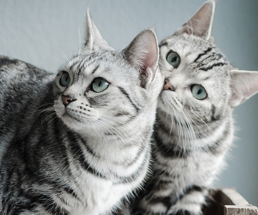 Adopting two cats at once - Two American Shorthair cats sitting close to each other on old wood shelf