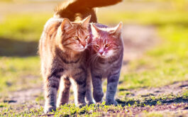 Adopting two cats at once - Two cats walking closely side by side on the low grass, twisting their tails in a heart shaped.