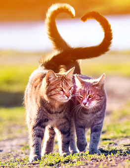 Adopting two cats at once - Two cats walking closely side by side on the low grass, twisting their tails in a heart shaped.