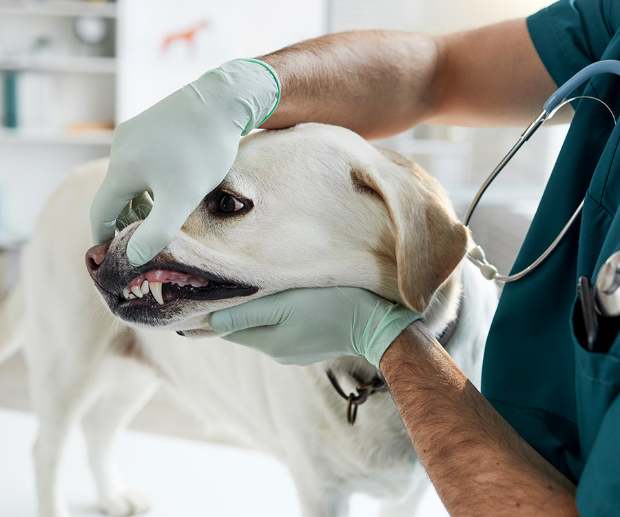 Checkups for dogs - Veterinarian examining dogs teeth.