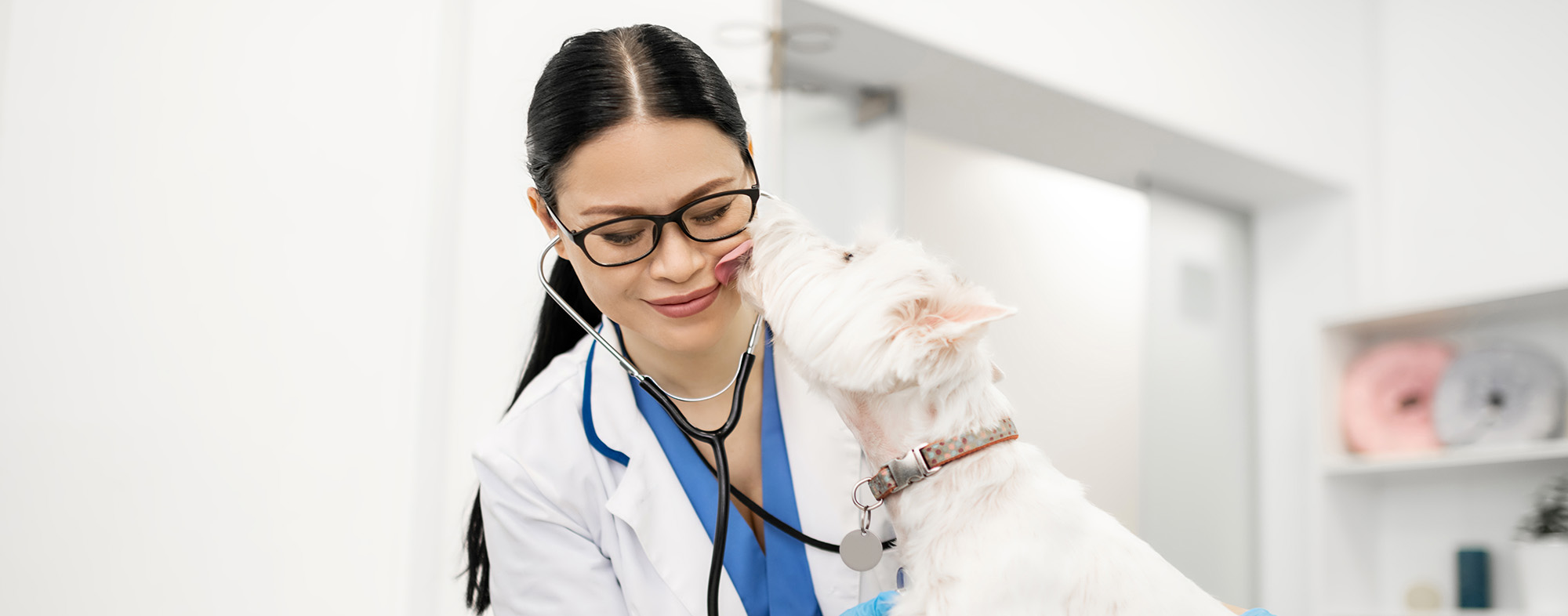 Checkups for dogs - Little white dog licking dark-haired vet wearing glasses during examination.