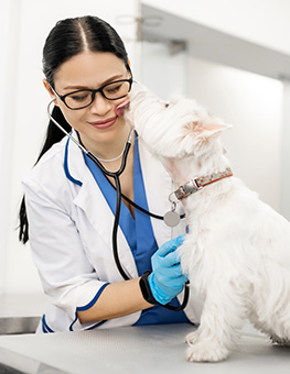 Checkups for dogs - Little white dog licking dark-haired vet wearing glasses during examination.