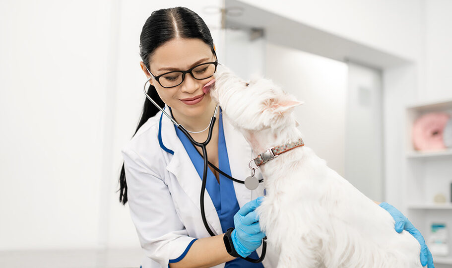 Checkups for dogs - Little white dog licking dark-haired vet wearing glasses during examination.