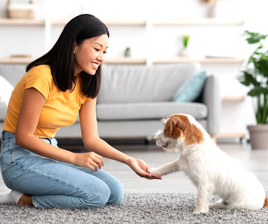 Dog behavior training - Asian woman sitting on floor in living room, training her Jack Russel Terrier.