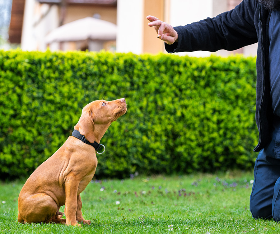 Dog behavior training - Man training his vizsla puppy the Sit Command using treats.