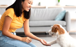 Dog behavior training - Asian woman sitting on floor in living room, training her Jack Russel Terrier.