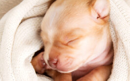 How to keep newborn puppies warm -  Sleeping newborn chihuahua swaddled in a blanket.