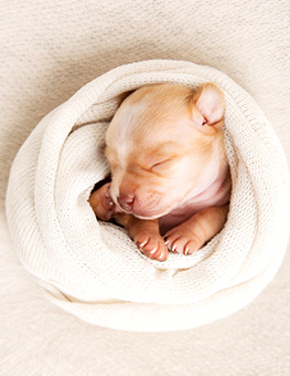 How to keep newborn puppies warm - Sleeping newborn chihuahua swaddled in a blanket.