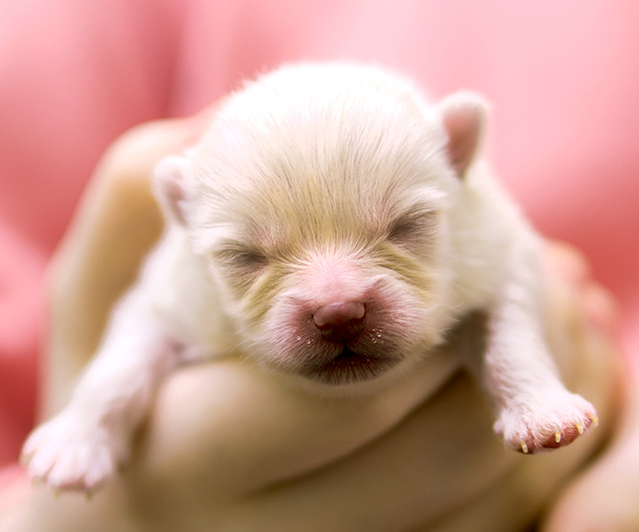 Newborn puppy care - Closeup of a newborn German Spitz puppy held in human hands.