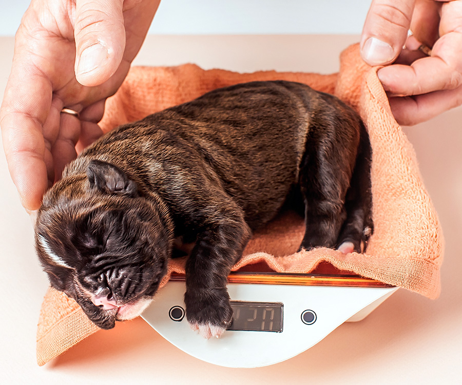 Newborn puppy care - Male hands with a small newborn German boxer  puppy on a scale.
