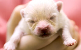 Newborn puppy care - Closeup of a newborn German Spitz puppy held in human hands.
