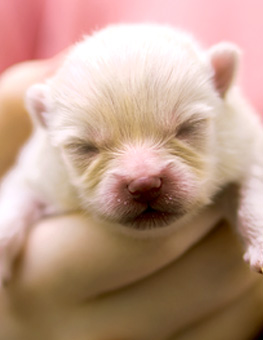 Newborn puppy care - Closeup of a newborn German Spitz puppy held in human hands.