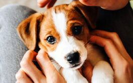 Puppy spay and neuter - Adorable puppy Jack Russell Terrier in the owner's hands.