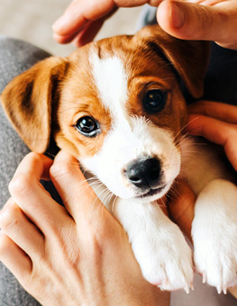 Puppy spay and neuter - Adorable puppy Jack Russell Terrier in the owner's hands.
