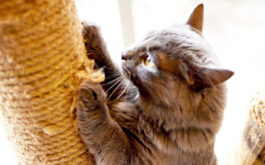 Cat scratching post - Gray cat scratching post