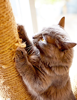 Cat scratching post - Gray cat scratching post