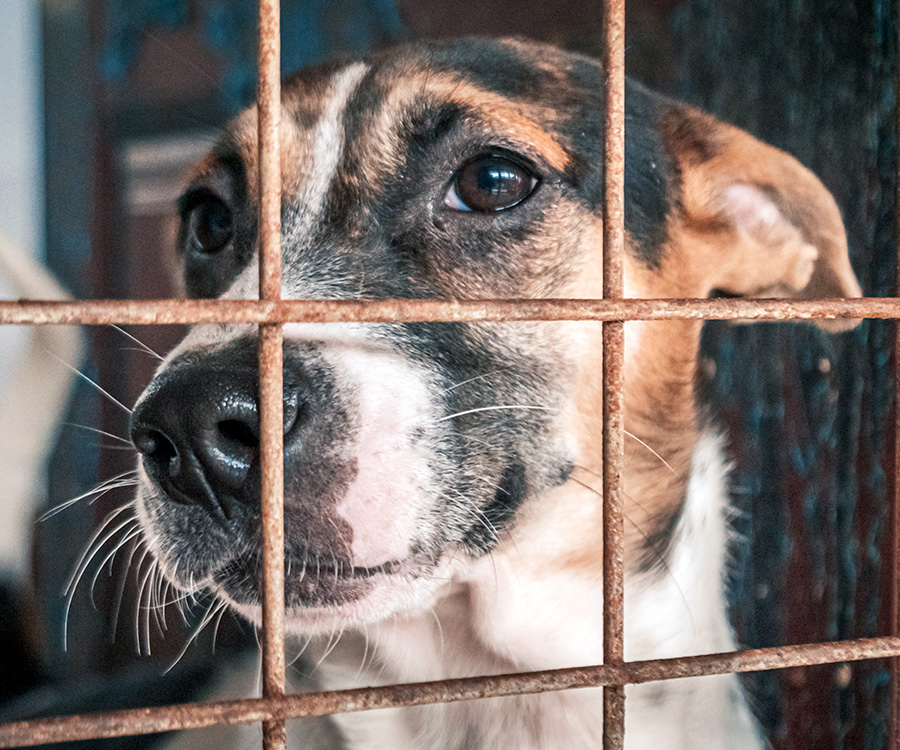 Dog rescue shelters - Extreme closeup of dog lying on ground looking sad.