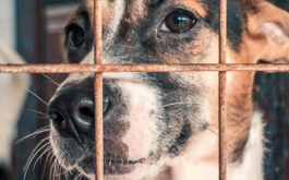 Dog rescue shelters - Closeup of sad dog in shelter behind fence waiting to be rescued and adopted to new home.