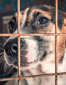 Dog rescue shelters - Closeup of sad dog in shelter behind fence waiting to be rescued and adopted to new home.