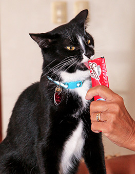 Is it bad to give my cat treats everyday? - Black and white cat licking from a Delectables Squeeze Up held by a human hand.