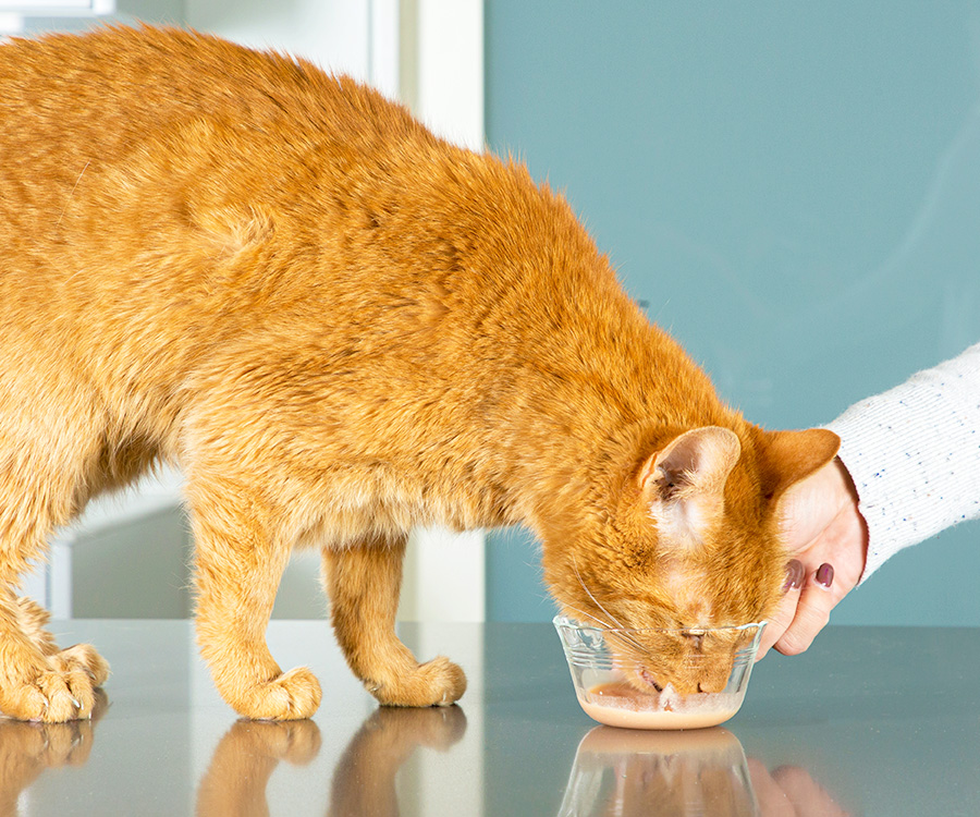 Wet cat treats - Orange cat on top of counter eating a Lickable Treat in bowl handed to them by a female hand.