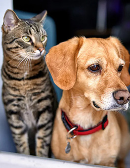 Pet Emergency Plan - Dog and cat looking out the window