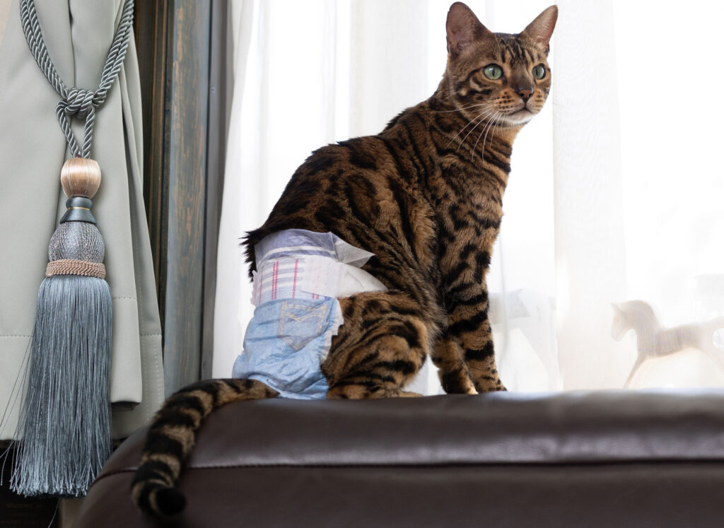 Managing Cat Incontinence Hartz
