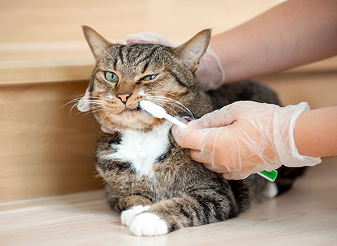 Cat tooth brushing