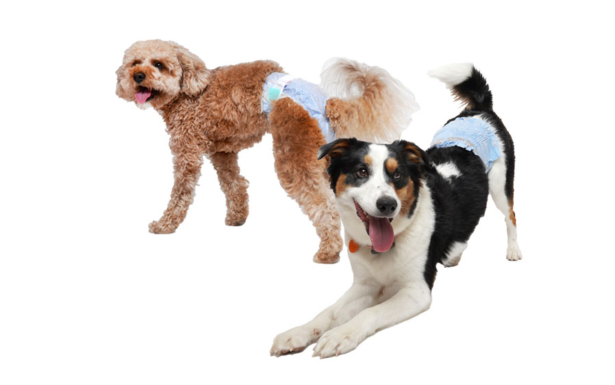 Comfitables dog diapers and dog wraps are designed with dogs in mind.