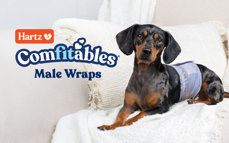 Comfitables male wraps for dogs.