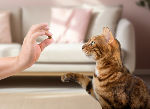 Teaching domestic cats commands. Bengal cat and the owners hand with a treat on the background of the room.