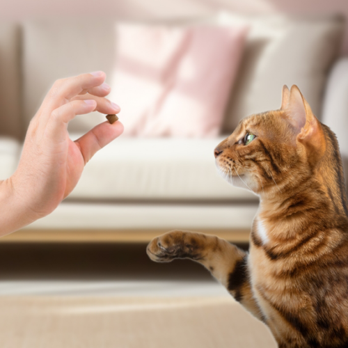 How to Use Cat Calming Treats Hartz