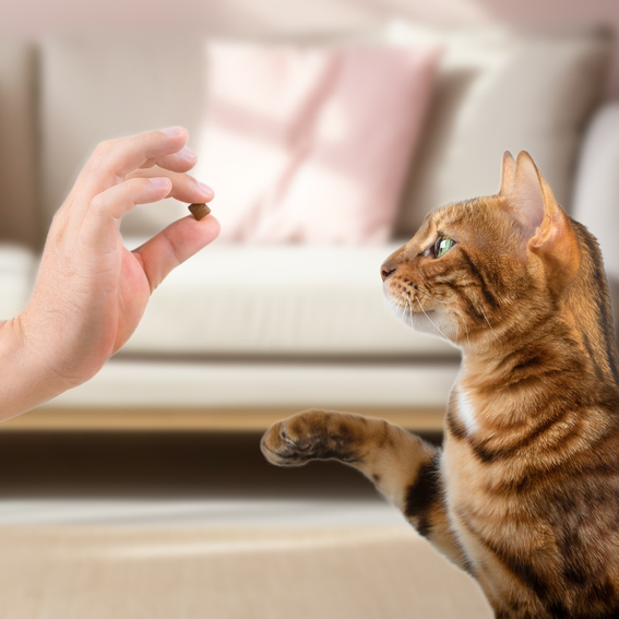 How to Use Cat Calming Treats Hartz