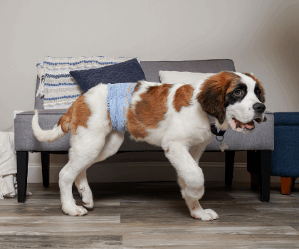 Dog in a Comfitables male wrap in front of couch.