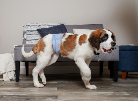Dog in a Comfitables male wrap in front of couch.