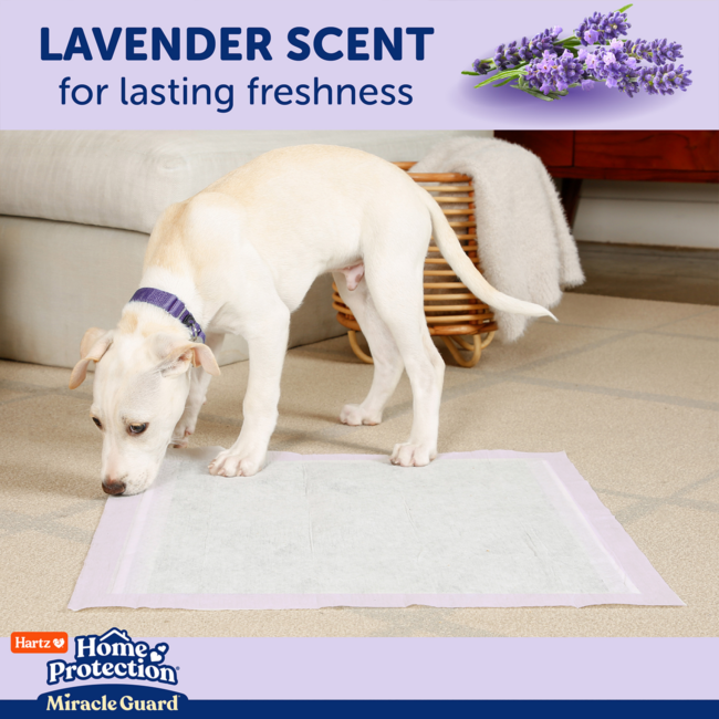 Hartz® Home Protection™ Miracle Guard™ Lavender Scented Extra Absorbent Dog Pads 50 count