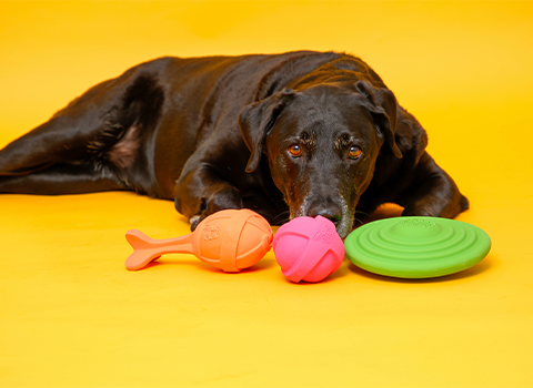 Dog Toys 101: A Comprehensive Guide