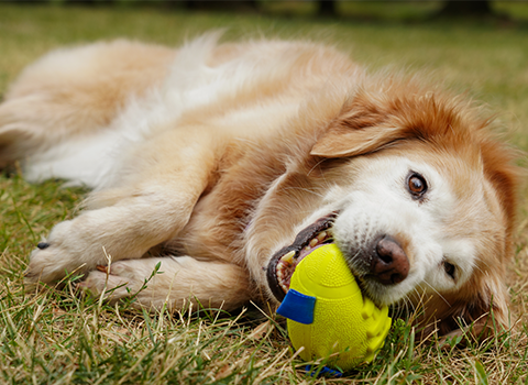 The Best Interactive Dog Toys for Mental Stimulation